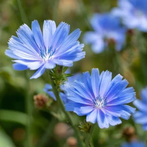 Chicory Seeds - 200 Count, Bright Blue Blooms, Edible Leaves, Pollinator Friendly - Image 4