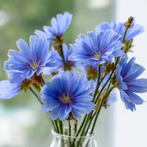 Chicory Seeds - 200 Count, Bright Blue Blooms, Edible Leaves, Pollinator Friendly - Image 5