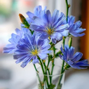 Chicory Seeds - 200 Count, Bright Blue Blooms, Edible Leaves, Pollinator Friendly - Image 1
