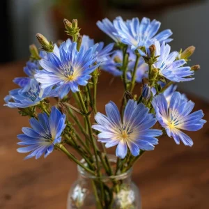Chicory Seeds - 200 Count, Bright Blue Blooms, Edible Leaves, Pollinator Friendly - Image 6