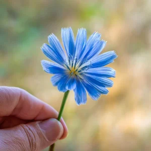 Chicory Seeds - 200 Count, Bright Blue Blooms, Edible Leaves, Pollinator Friendly - Image 7