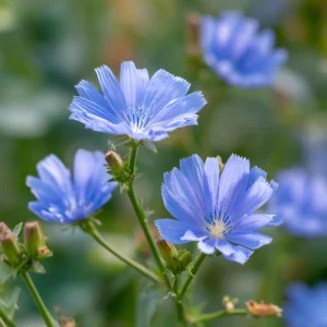 Chicory Seeds - 200 Count, Bright Blue Blooms, Edible Leaves, Pollinator Friendly - Image 8