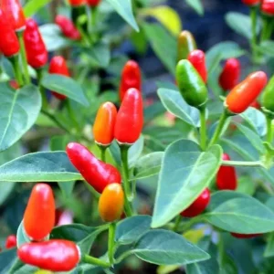 Chile Pequin Live Plant - Red Bird Pepper, 4 Inch Pot, Hot Peppers - Image 2