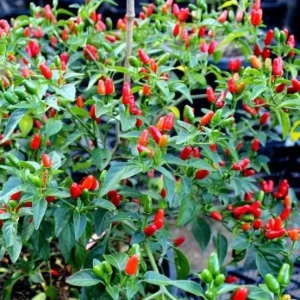 Chile Pequin Live Plant - Red Bird Pepper, 4 Inch Pot, Hot Peppers - Image 3