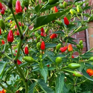 Chile Pequin Live Plant - Red Bird Pepper, 4 Inch Pot, Hot Peppers - Image 4