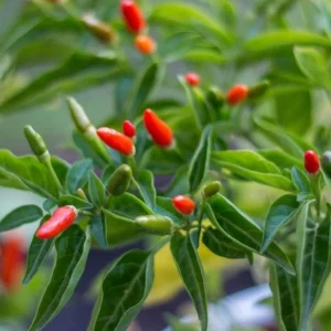 Chile Pequin Live Plant - Red Bird Pepper, 4 Inch Pot, Hot Peppers - Image 5