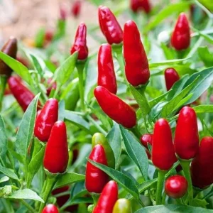 Chile Pequin Live Plant - Red Bird Pepper, 4 Inch Pot, Hot Peppers - Image 1