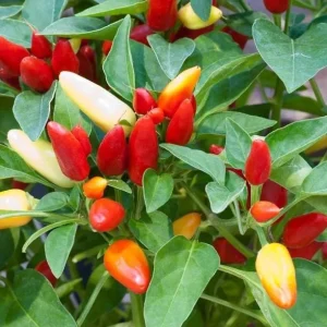 Chile Pequin Live Plant - Red Bird Pepper, 4 Inch Pot, Hot Peppers - Image 6