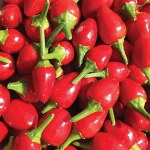 Chiltepin Pepper Live Plant - Red Hot Tepin Peppers, 4 Inch Pot, Outdoor Garden - Image 1