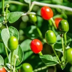 Chiltepin Pepper Live Plant - Red Hot Tepin Peppers, 4 Inch Pot, Outdoor Garden - Image 2