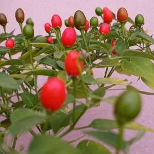 Chiltepin Pepper Live Plant - Red Hot Tepin Peppers, 4 Inch Pot, Outdoor Garden - Image 4