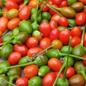 Chiltepin Pepper Live Plant - Red Hot Tepin Peppers, 4 Inch Pot, Outdoor Garden - Image 5