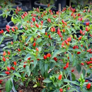 Chiltepin Pepper Live Plant - Red Hot Tepin Peppers, 4 Inch Pot, Outdoor Garden - Image 6