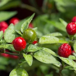 Chiltepin Pepper Live Plant - Red Hot Tepin Peppers, 4 Inch Pot, Outdoor Garden - Image 7