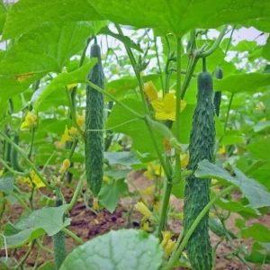 China Jade Cucumber Seeds, Heirloom, Crisp & Sweet, 25 Seeds for Gardens - Image 2