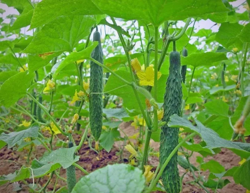 China Jade Cucumber Seeds, Heirloom, Crisp & Sweet, 25 Seeds for Gardens - Image 2