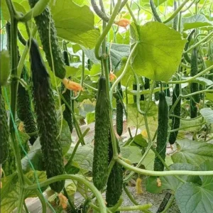 China Jade Cucumber Seeds, Heirloom, Crisp & Sweet, 25 Seeds for Gardens - Image 1