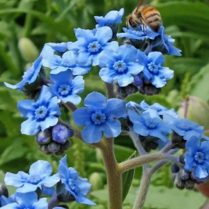 Chinese Forget Me Not Seeds - 100 Sky-Blue Easy-Grow Annual Flower Seeds - Image 1