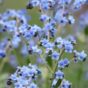 Chinese Forget Me Not Seeds - 100 Sky-Blue Easy-Grow Annual Flower Seeds - Image 2