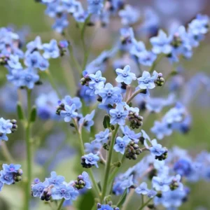 Chinese Forget Me Not Seeds - 100 Sky-Blue Easy-Grow Annual Flower Seeds - Image 3