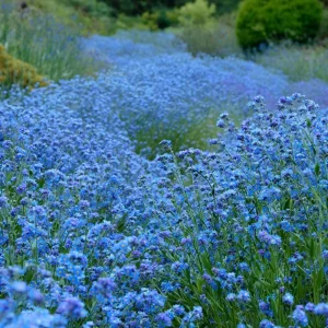 Chinese Forget Me Not Seeds - 100 Sky-Blue Easy-Grow Annual Flower Seeds - Image 4