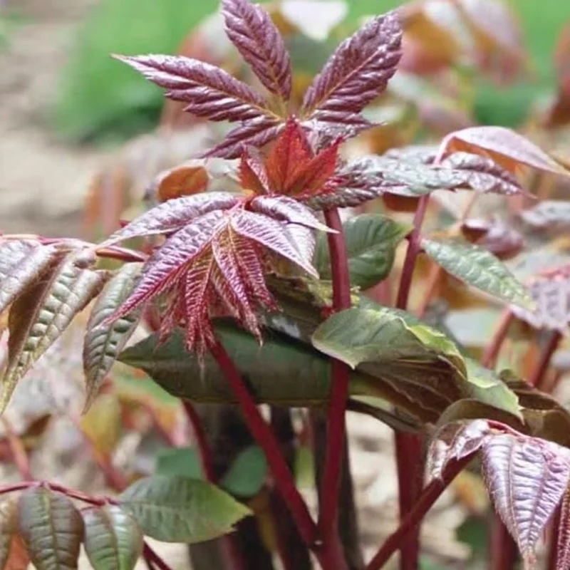 Chinese Toon Seeds - Edible Tree, Aromatic Leaves, Xiang Chun, 20 Seeds, Outdoor - Image 2