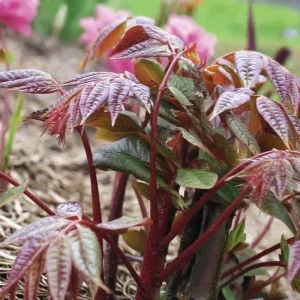 Chinese Toon Seeds - Edible Tree, Aromatic Leaves, Xiang Chun, 20 Seeds, Outdoor - Image 3