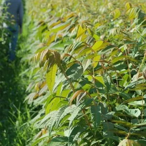 Chinese Toon Seeds - Edible Tree, Aromatic Leaves, Xiang Chun, 20 Seeds, Outdoor - Image 4