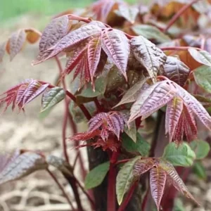 Chinese Toon Seeds - Edible Tree, Aromatic Leaves, Xiang Chun, 20 Seeds, Outdoor - Image 1