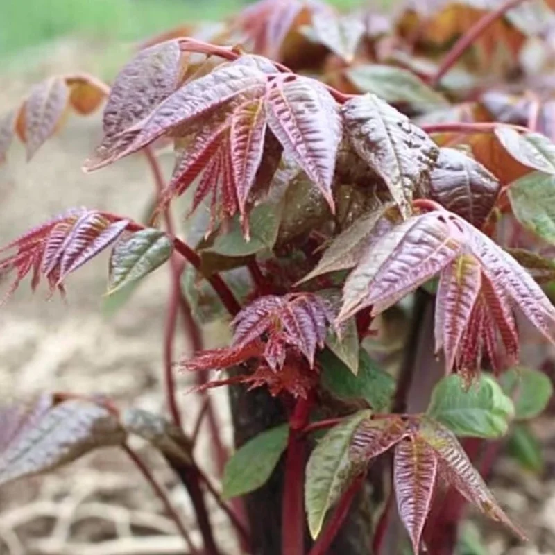 Chinese Toon Seeds - Edible Tree, Aromatic Leaves, Xiang Chun, 20 Seeds, Outdoor - Image 1