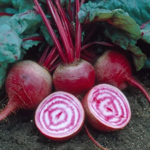 Chioggia Beet Seeds - Heirloom Candy Stripe Beets, 150 Seeds, Easy-to-Grow - Image 1