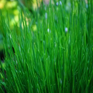 Chives Seeds - Allium schoenoprasum, 150 Seeds, Hardy Perennial Herb - Image 2