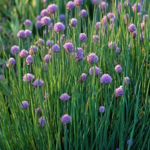 Chives Seeds - Allium schoenoprasum, 150 Seeds, Hardy Perennial Herb - Image 3