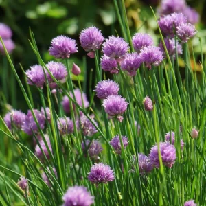 Chives Seeds - Allium schoenoprasum, 150 Seeds, Hardy Perennial Herb - Image 4