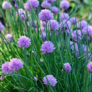 Chives Seeds - Allium schoenoprasum, 150 Seeds, Hardy Perennial Herb - Image 5