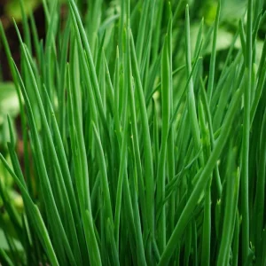 Chives Seeds - Allium schoenoprasum, 150 Seeds, Hardy Perennial Herb - Image 1