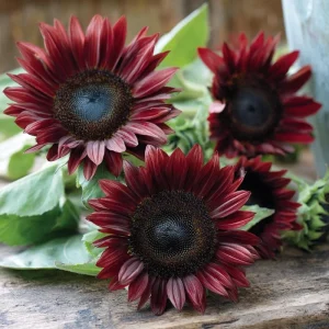 Chocolate Cherry Sunflower Seeds - 25 Seeds, Deep Burgundy Blooms, Pollinator Friendly - Image 2