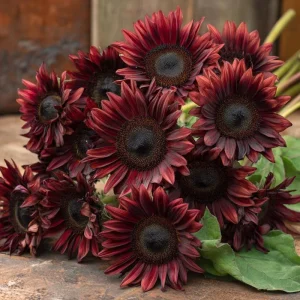 Chocolate Cherry Sunflower Seeds - 25 Seeds, Deep Burgundy Blooms, Pollinator Friendly - Image 3