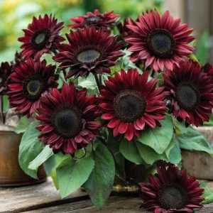 Chocolate Cherry Sunflower Seeds - 25 Seeds, Deep Burgundy Blooms, Pollinator Friendly - Image 4