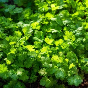 Cilantro Seeds - Bolt-Resistant Herb Seeds - 70 Count Packet for Leaves & Coriander - Image 3