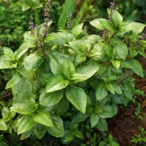Cinnamon Basil Seeds - 250 Count Heirloom Aromatic Herb for Cooking & Gardens - Image 1