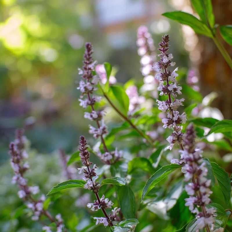 Cinnamon Basil Seeds - 250 Count Heirloom Aromatic Herb for Cooking & Gardens - Image 3