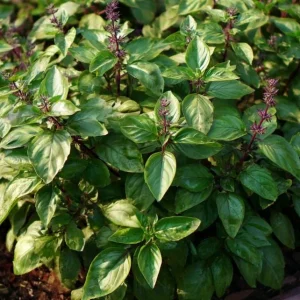 Cinnamon Basil Seeds - 250 Count Heirloom Aromatic Herb for Cooking & Gardens - Image 4
