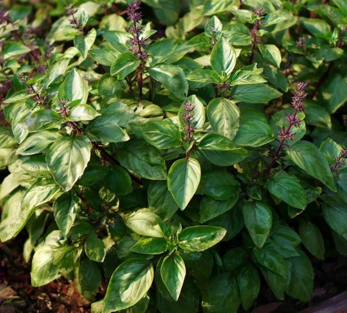 Cinnamon Basil Seeds - 250 Count Heirloom Aromatic Herb for Cooking & Gardens - Image 4