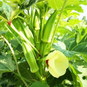 Clemson Spineless Okra Seeds - Heirloom Vegetable for Gardens - 50 Seed Pack - Image 3