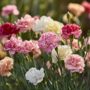 Clove Carnation Seeds - Dianthus caryophyllus - 100 Seeds - Fragrant Vintage Blooms - Image 2