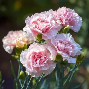 Clove Carnation Seeds - Dianthus caryophyllus - 100 Seeds - Fragrant Vintage Blooms - Image 3