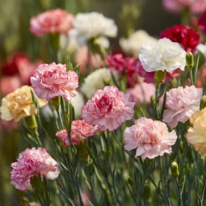 Clove Carnation Seeds - Dianthus caryophyllus - 100 Seeds - Fragrant Vintage Blooms - Image 4