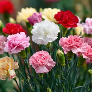 Clove Carnation Seeds - Dianthus caryophyllus - 100 Seeds - Fragrant Vintage Blooms - Image 5