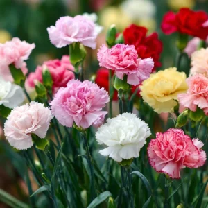 Clove Carnation Seeds - Dianthus caryophyllus - 100 Seeds - Fragrant Vintage Blooms - Image 6